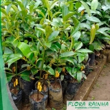 venda de muda de mangostão Serra da Cantareira venda de muda de mangostão Serra da Cantareira