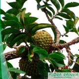 venda de muda de marolo Pacaembu venda de muda de marolo Pacaembu