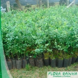 venda de muda de mirtilo Perdizes venda de muda de mirtilo Perdizes