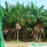 venda de muda de palmeira açaí São Lourenço da Serra venda de muda de palmeira açaí São Lourenço da Serra