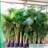 venda de muda de palmeira areca bambu São Domingos venda de muda de palmeira areca bambu São Domingos