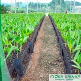 venda de muda de palmeira imperial São Domingos venda de muda de palmeira imperial São Domingos