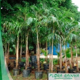 venda de muda de palmeira jussara Ribeirão Pires venda de muda de palmeira jussara Ribeirão Pires