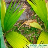 venda de muda de palmeira leque Cajamar venda de muda de palmeira leque Cajamar