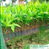 venda de muda de palmeira pupunha Sumaré venda de muda de palmeira pupunha Sumaré