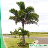 venda de muda de palmeira rabo de raposa Imirim venda de muda de palmeira rabo de raposa Imirim