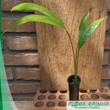 venda de muda de palmeira real Barueri venda de muda de palmeira real Barueri