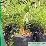 venda de muda de palmeira tamareira Pompéia venda de muda de palmeira tamareira Pompéia