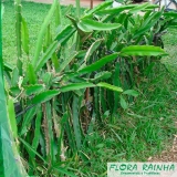 venda de muda de pitaya Barueri venda de muda de pitaya Barueri